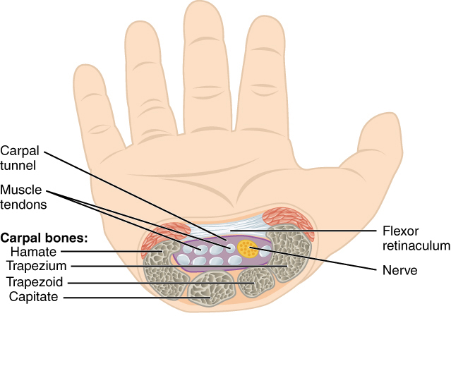 The Carpal Tunnel
