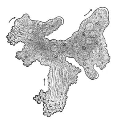 Fig. 1: Wilson H. V. Chaos carolinensis. Notes on a species of Pelomyxa. – Press of McCalla & Stavely, Phil., 1900.