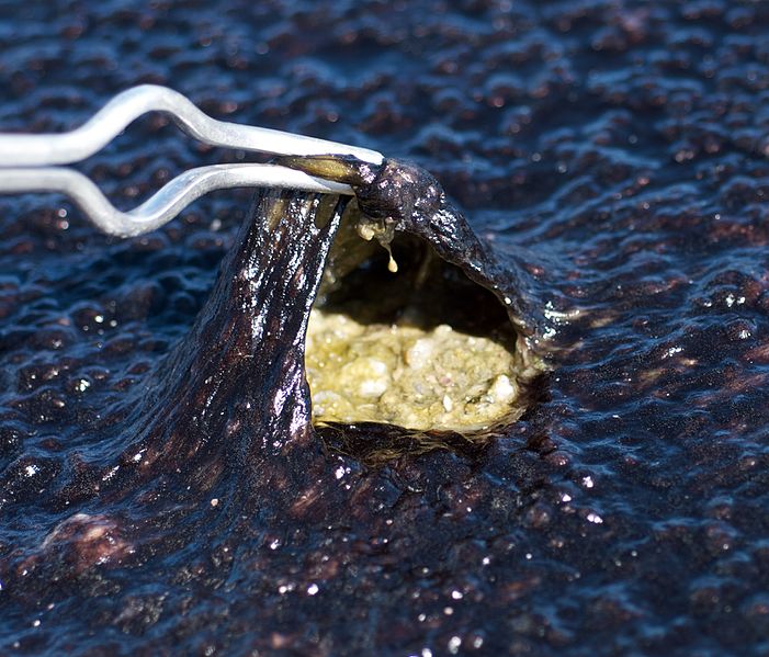 Fig. 2: “A microbial mat growing on acidic soil in Norris Geyser basin. The black top serves as a sort of sunscreen, and when you look underneath you see the green cyanobacteria.” From: Alicejmichel, 2009.