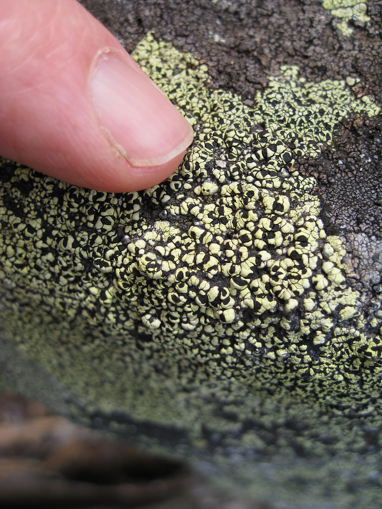 Brewbooks, Map Lichen, 2008.